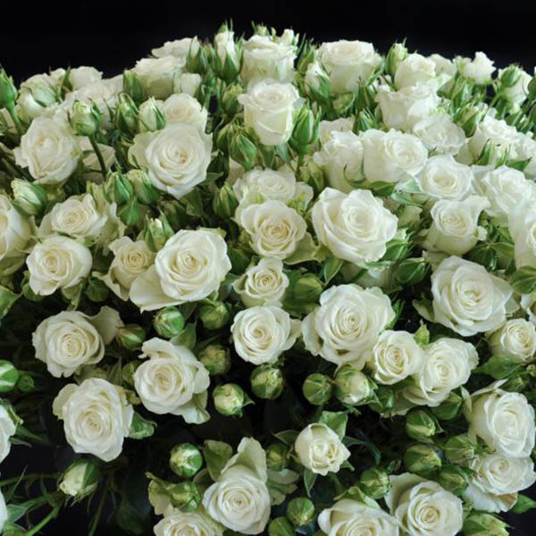 Лили Марлен