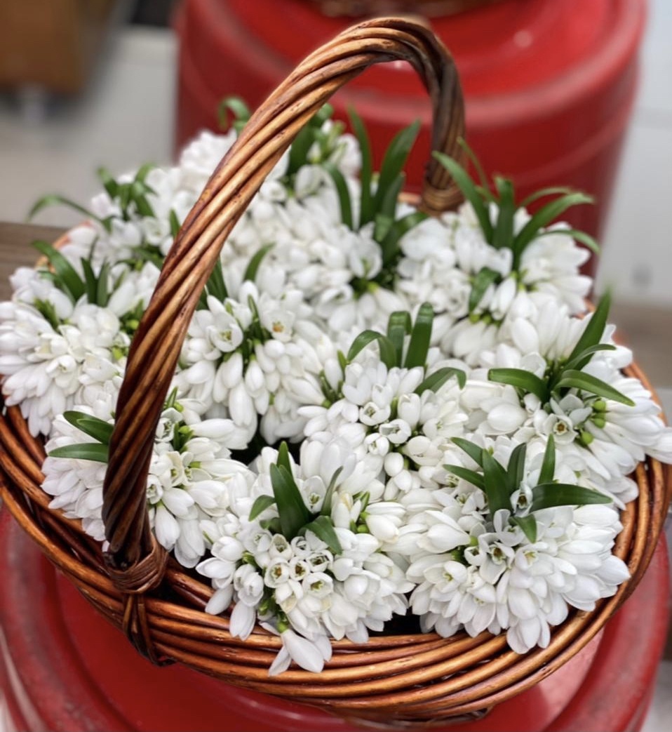 Подснежники