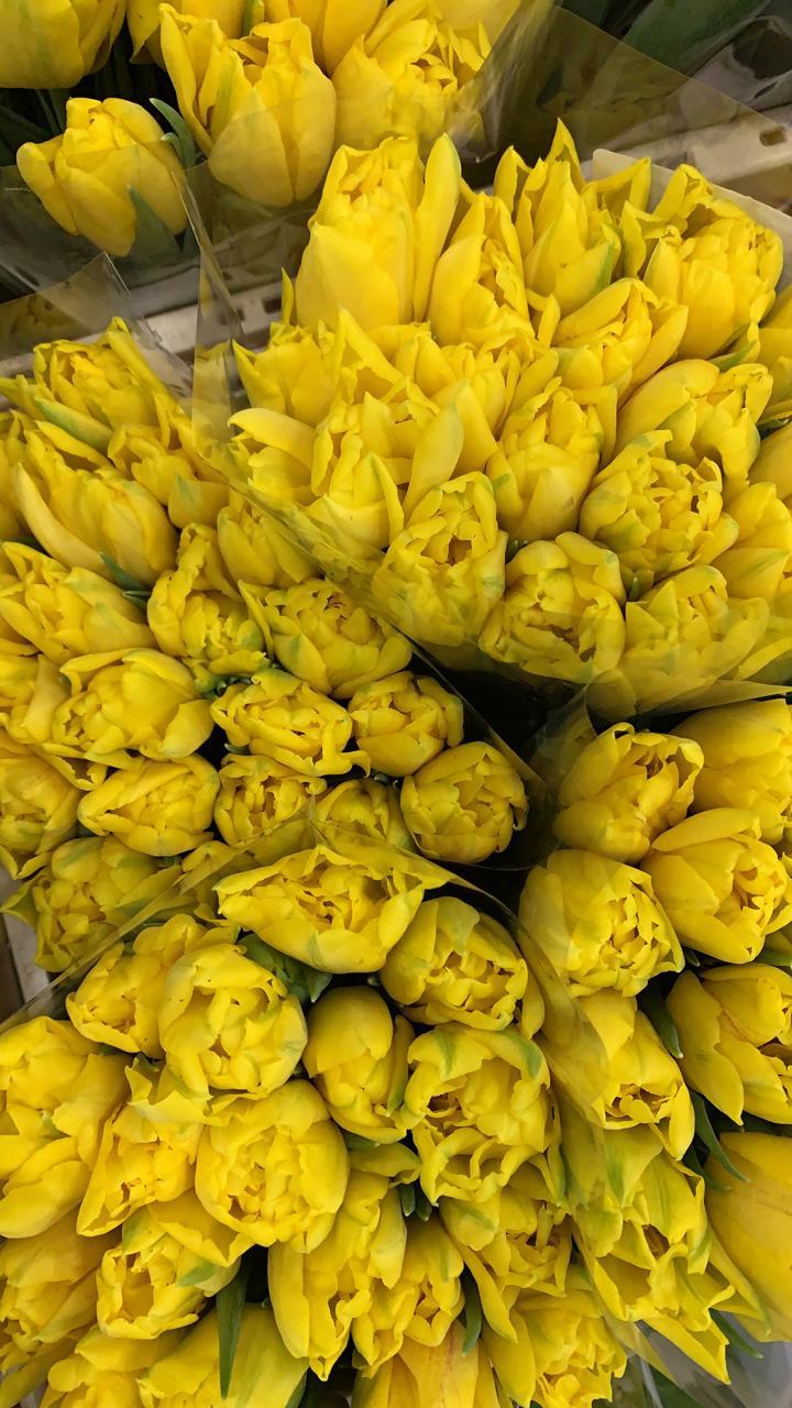 Монте Карло