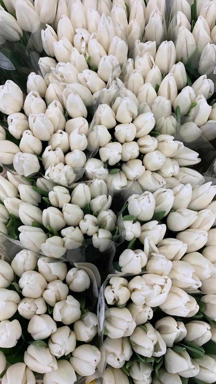 Белый Принц