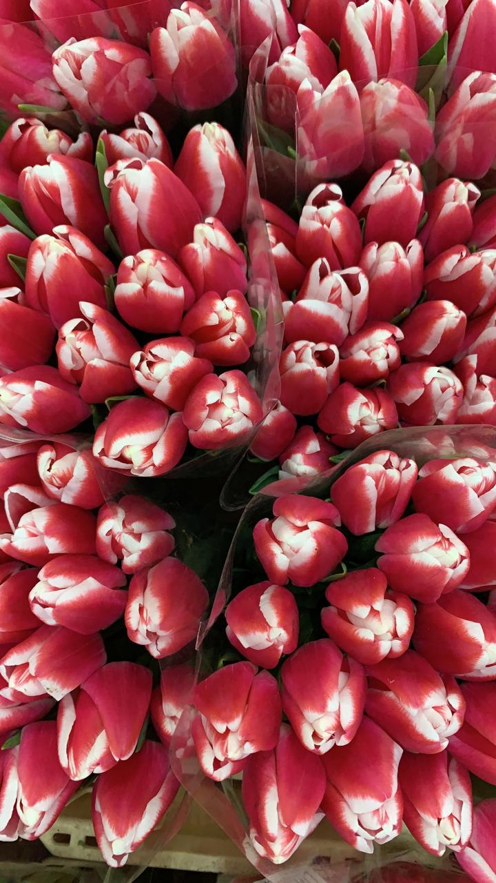 Хартс Дилайт