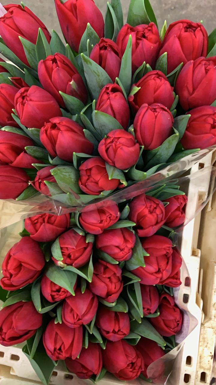 Иль де Франц