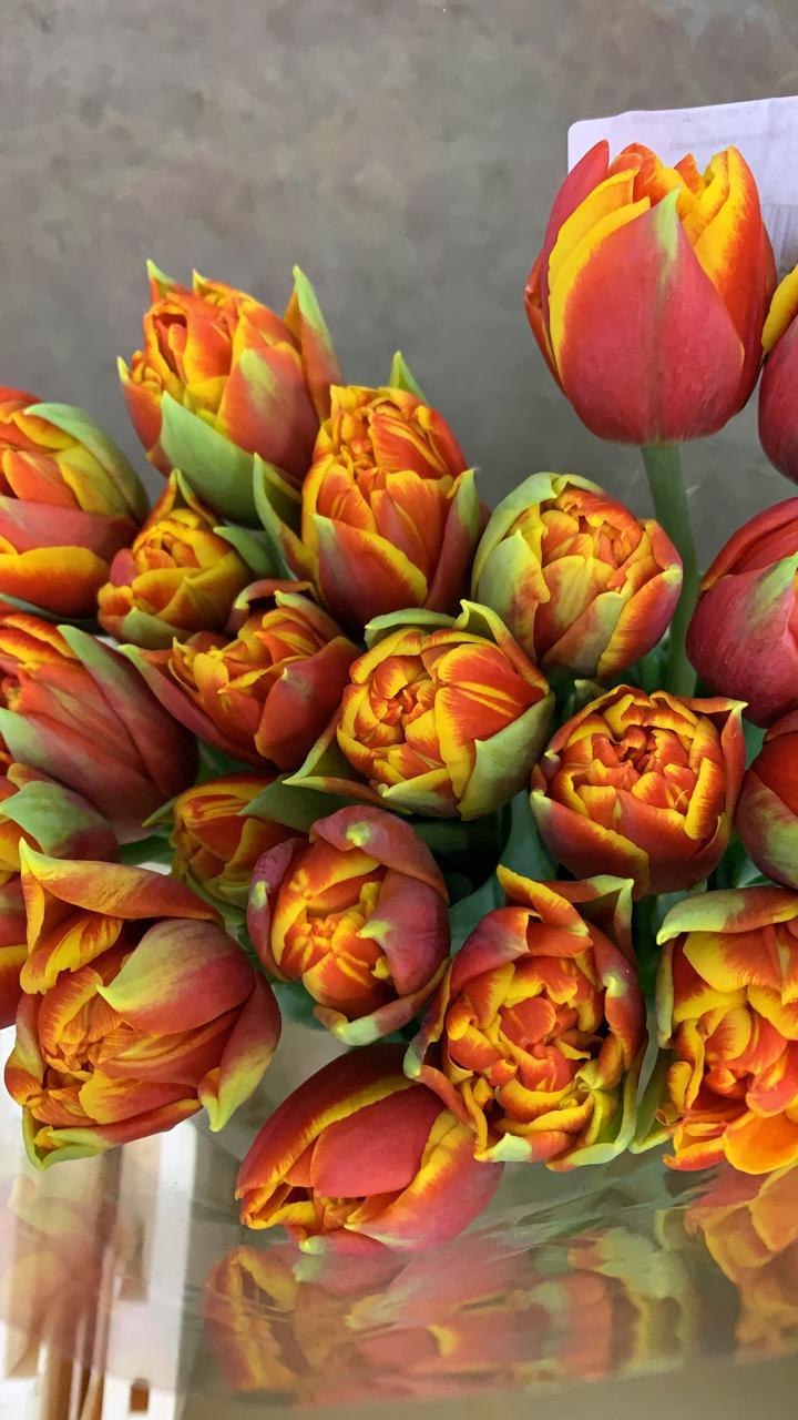 Принцесс Ирен