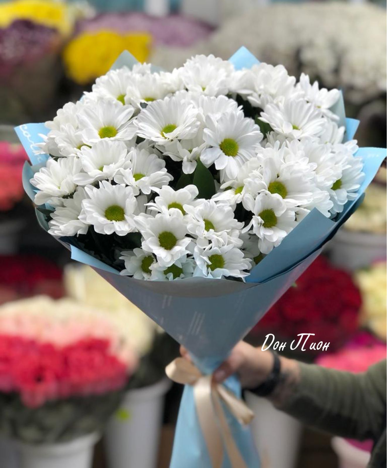 Светлые Мечты