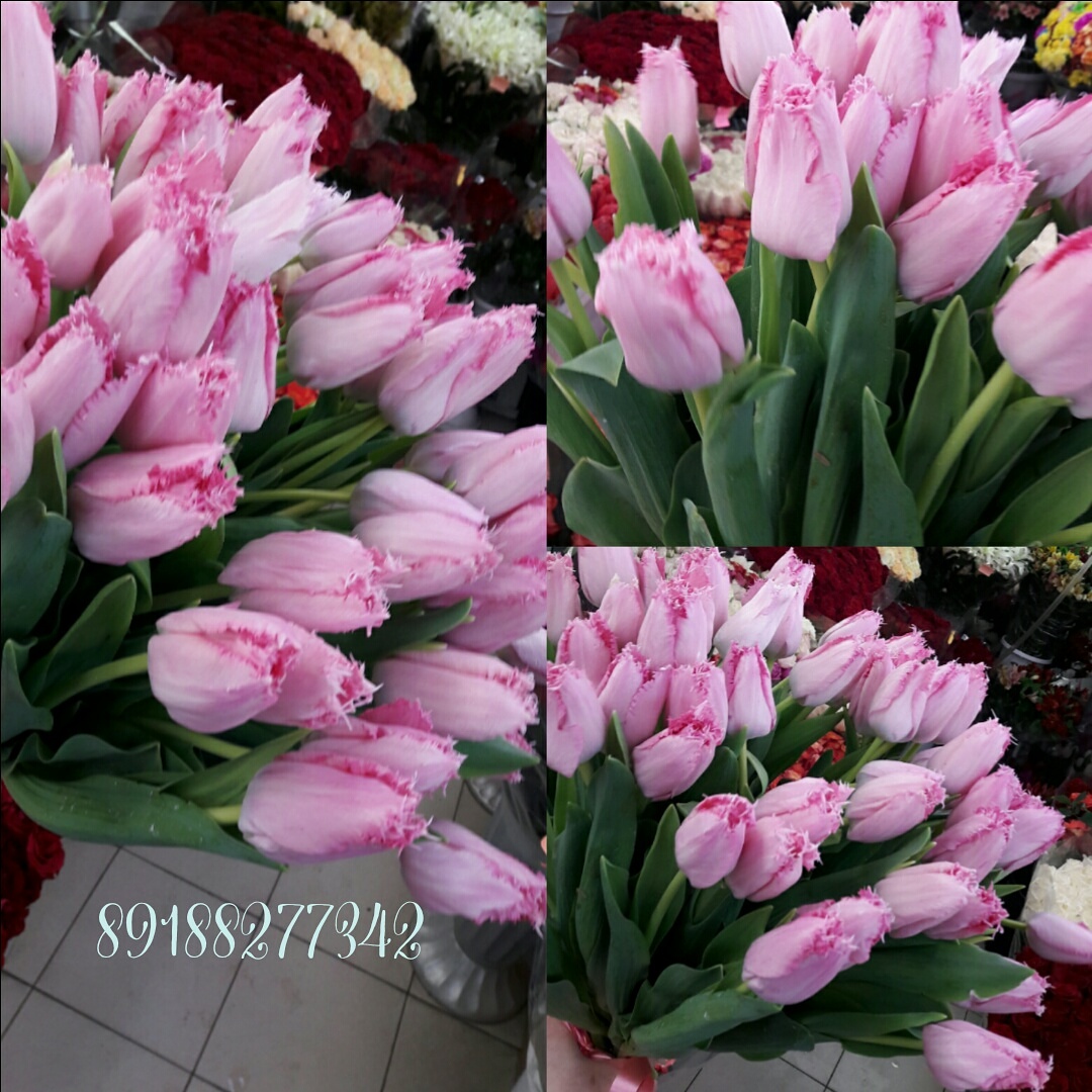 Розовый фломинго