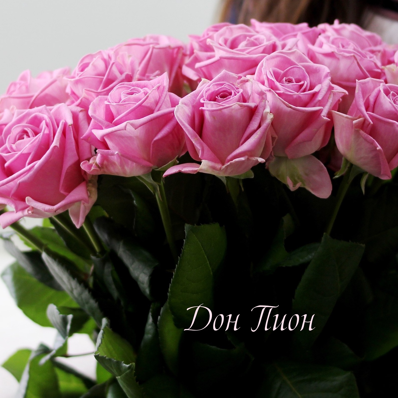 25 розовых роз аква