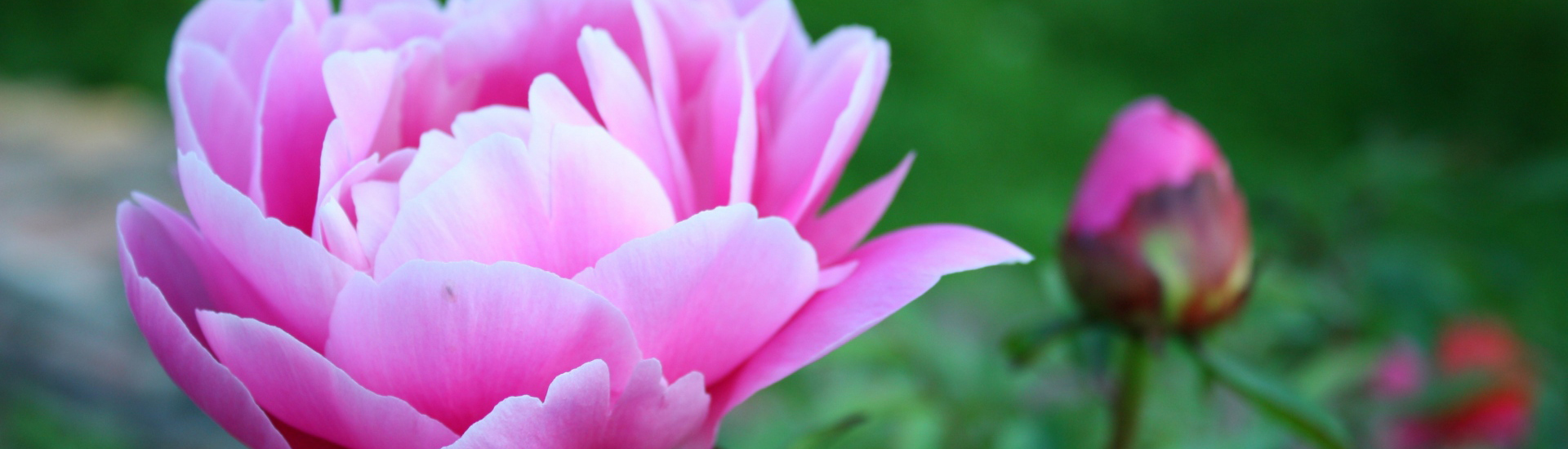 Корзина из 25 роз